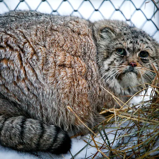 A photograph of Blade in Novosibirsk Zoo