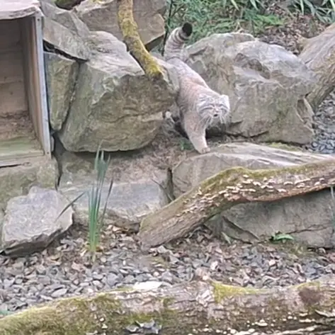 A photograph of Altai in Tregomeur Zoo