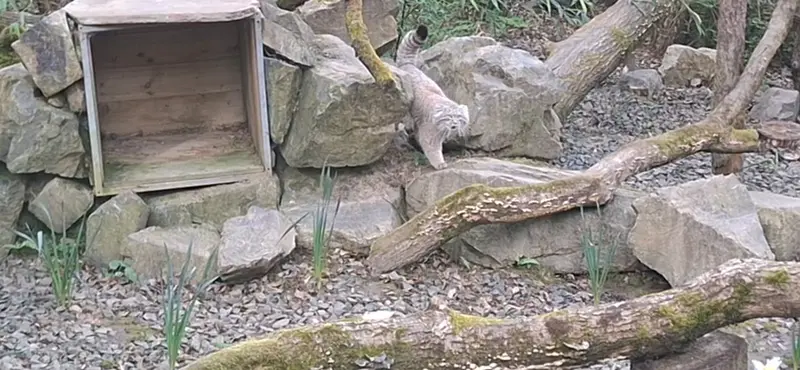 A photograph of Altai in Tregomeur Zoo