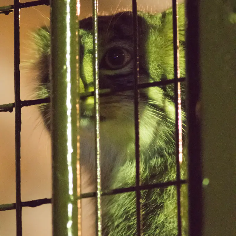 A photograph of Figa in Nogeyama Zoo