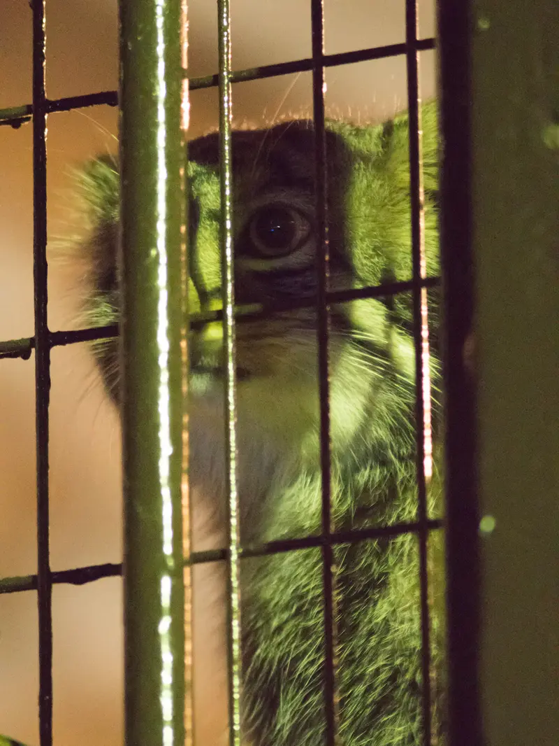 A photograph of Figa in Nogeyama Zoo