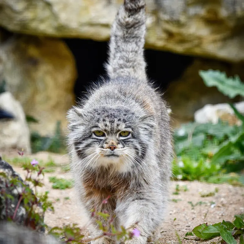 A photograph of Atlan in Port Lympne Wild Animal Park