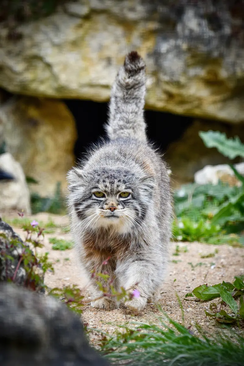 A photograph of Atlan in Port Lympne Wild Animal Park