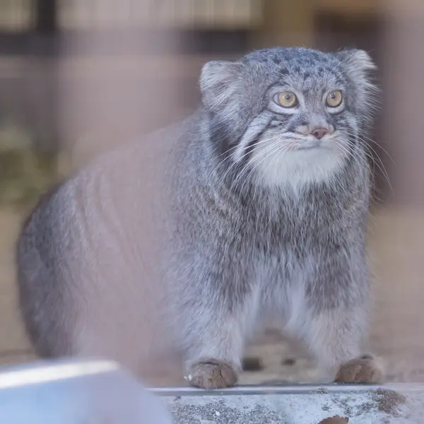 A photograph of Figa in Nogeyama Zoo