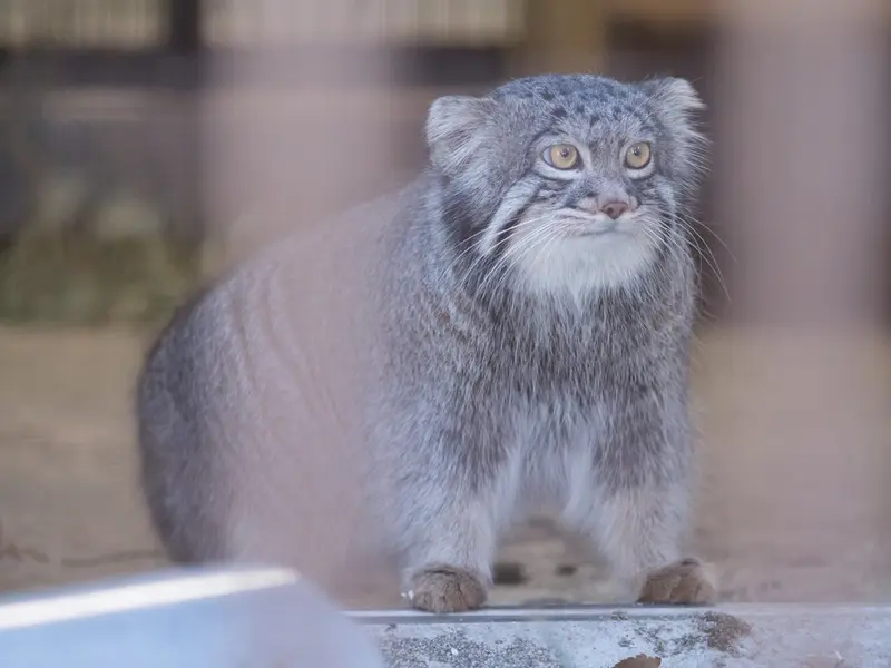 A photograph of Figa in Nogeyama Zoo