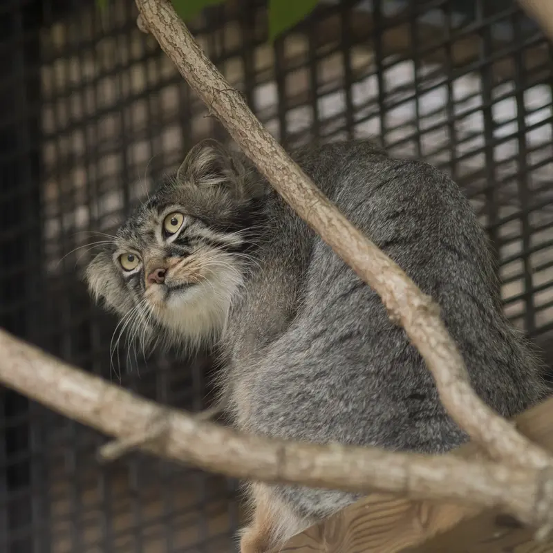 A photograph of Hide in Asahiyama Zoo
