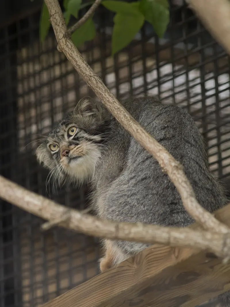 A photograph of Hide in Asahiyama Zoo
