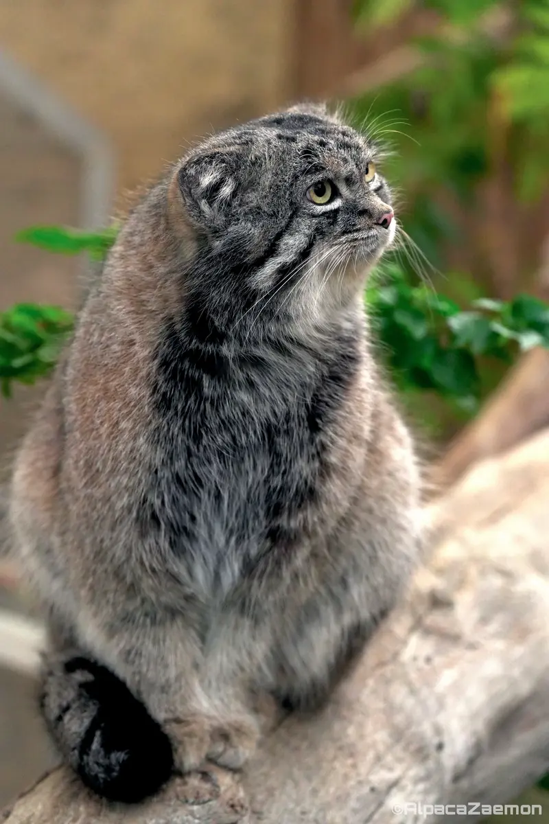 A photograph of Nar in Kobe Animal Kingdom