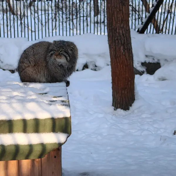 A photograph of Son of Lolo 2024 Ⅲ in Novosibirsk Zoo