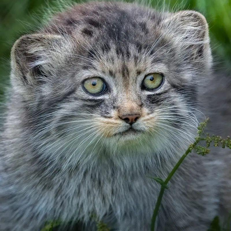A photograph of a Pallas's cat in Port Lympne Wild Animal Park