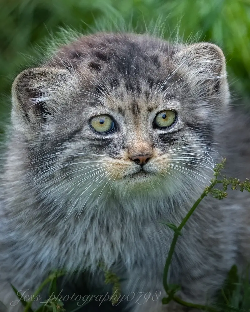 A photograph of a Pallas's cat in Port Lympne Wild Animal Park