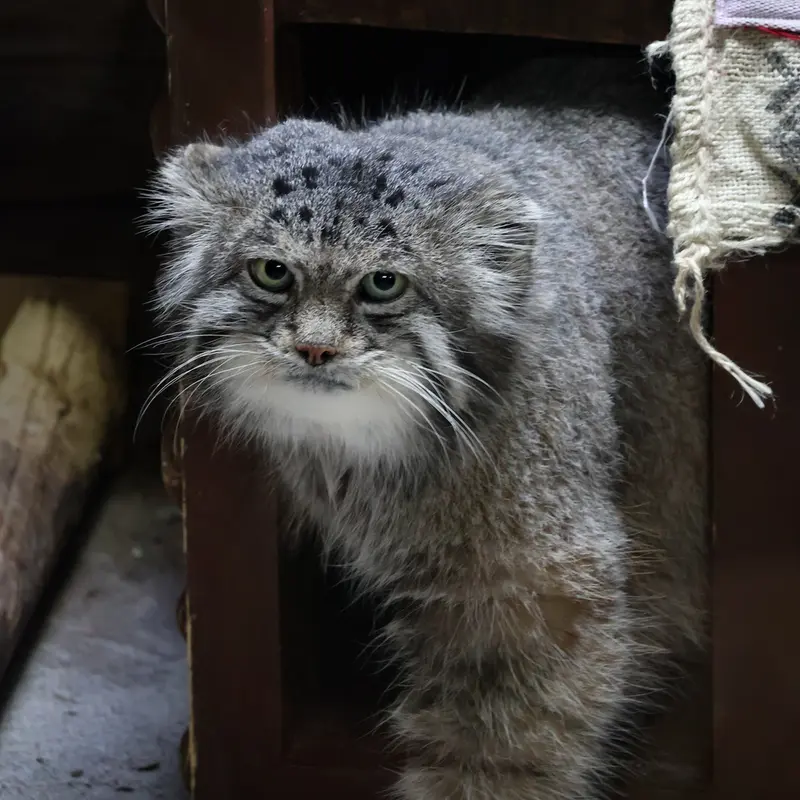 A photograph of Klyon in Ueno Zoological Gardens
