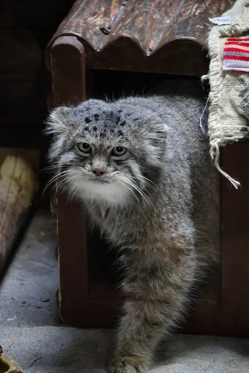 A photograph of Klyon in Ueno Zoological Gardens