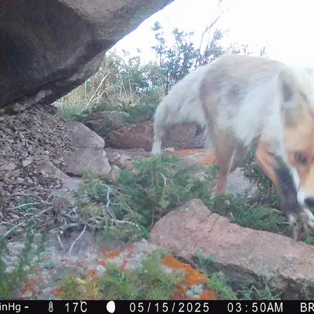 A photograph of Red fox from Shubaraigyr camera trap