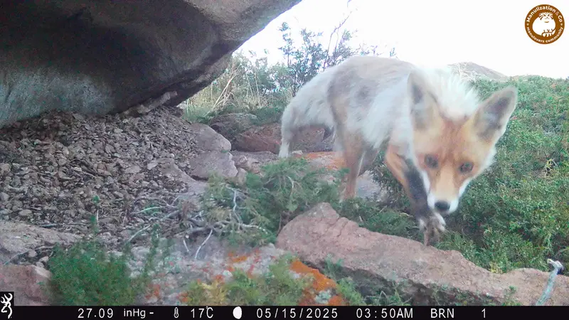 A photograph of Red fox from Shubaraigyr camera trap