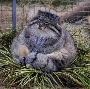 A photograph of a Pallas's cat