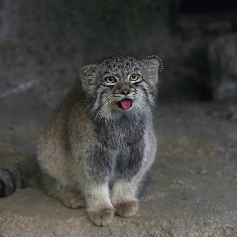 A photograph of Haku in Kobe Animal Kingdom