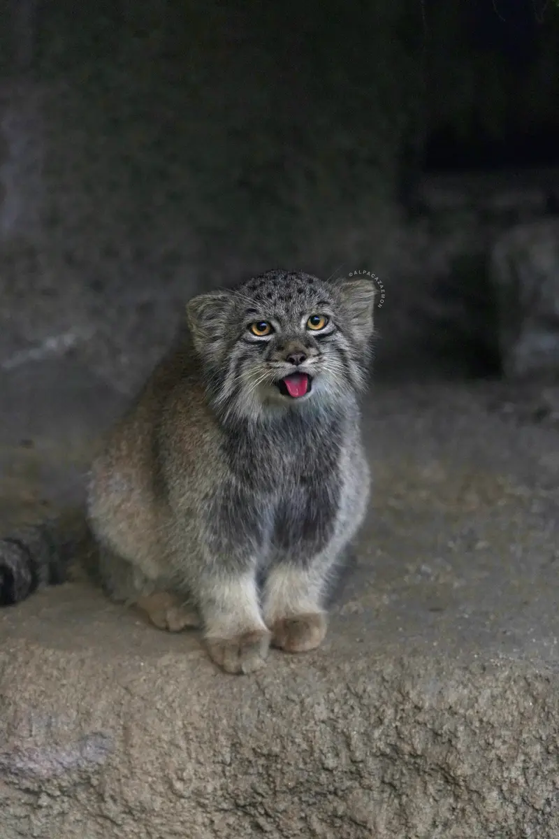 A photograph of Haku in Kobe Animal Kingdom