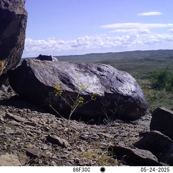 A photograph of Red fox from Koshkar camera trap