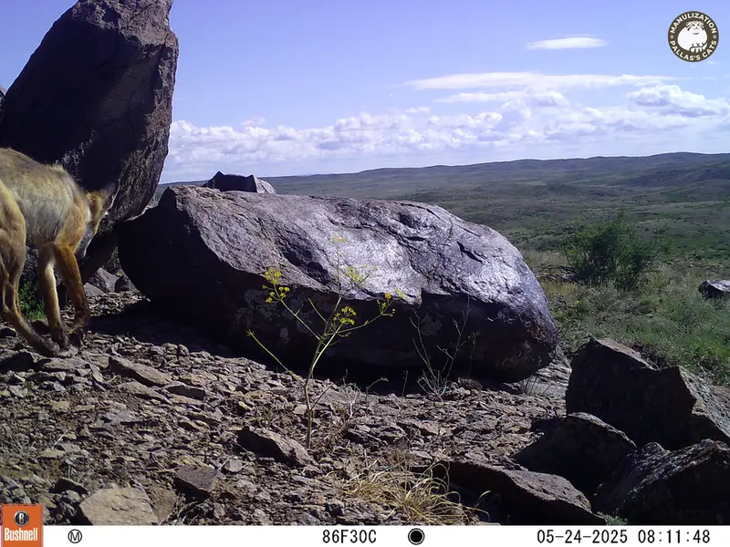 A photograph of Red fox from Koshkar camera trap