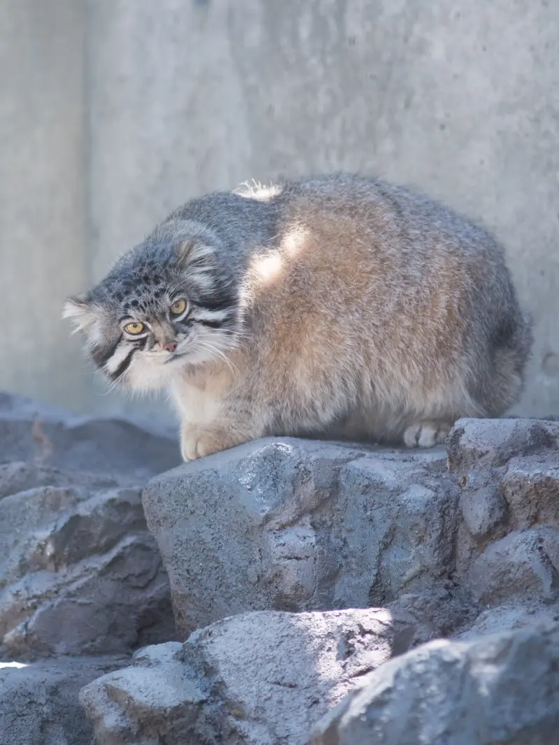 A photograph of Grusha in Asahiyama Zoo