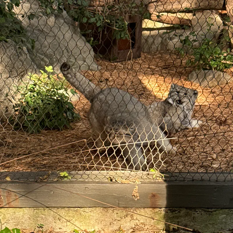 A photograph of Sarnai and Batu in Prospect Park Zoo