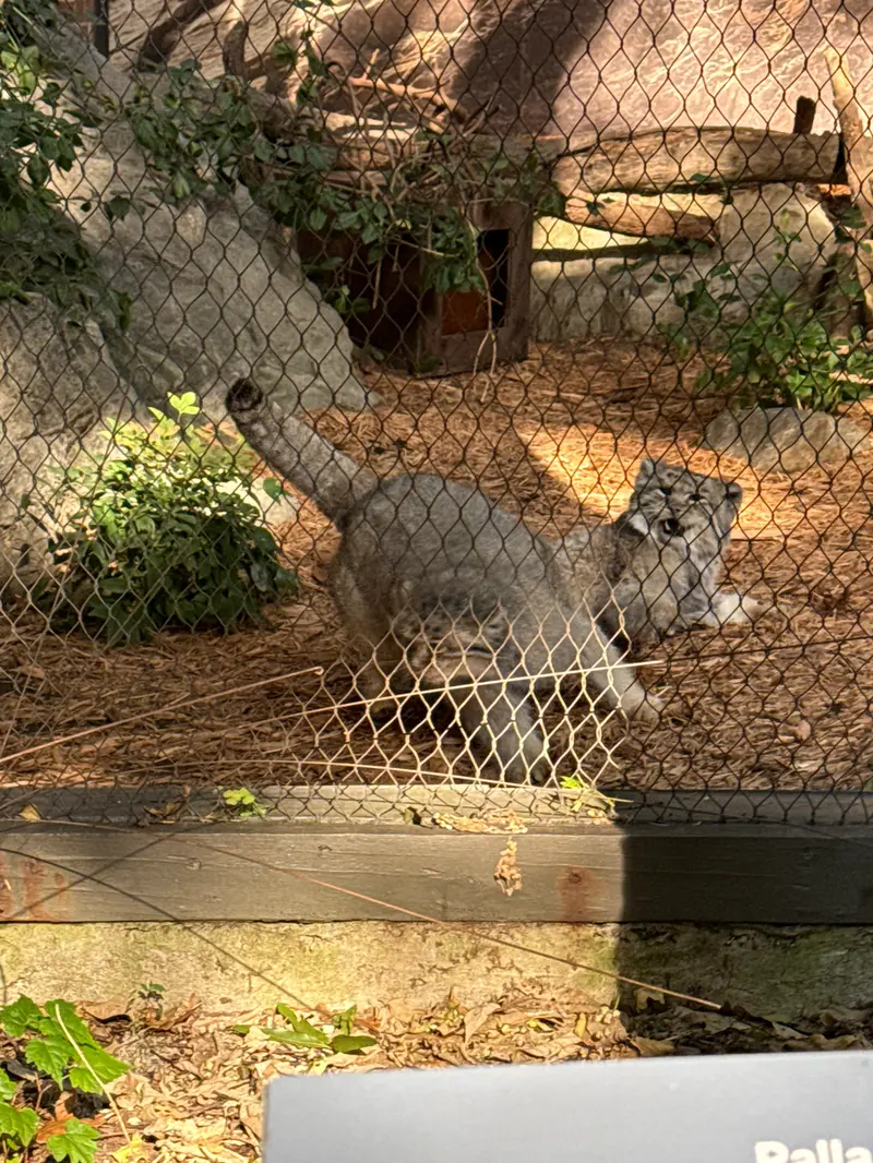 A photograph of Sarnai and Batu in Prospect Park Zoo