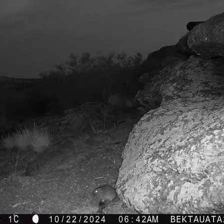 A photograph of Kazakh pika from Bektauata 2 camera trap
