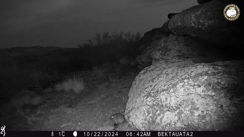 A photograph of Kazakh pika from Bektauata 2 camera trap