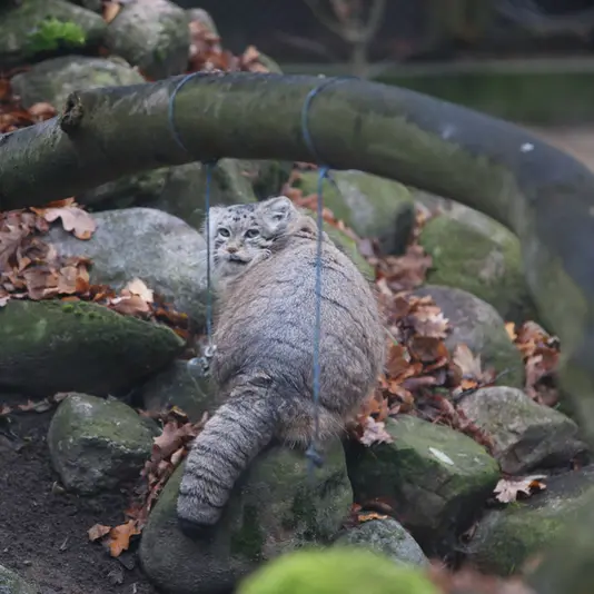 A photograph of Mania in Poznan New Zoo