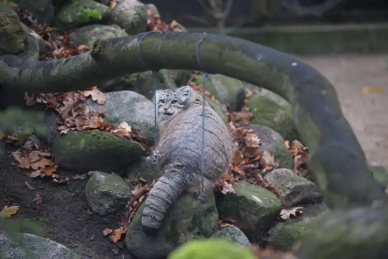 A photograph of Mania in Poznan New Zoo