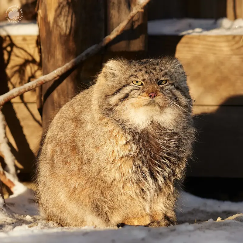 Manul of the day