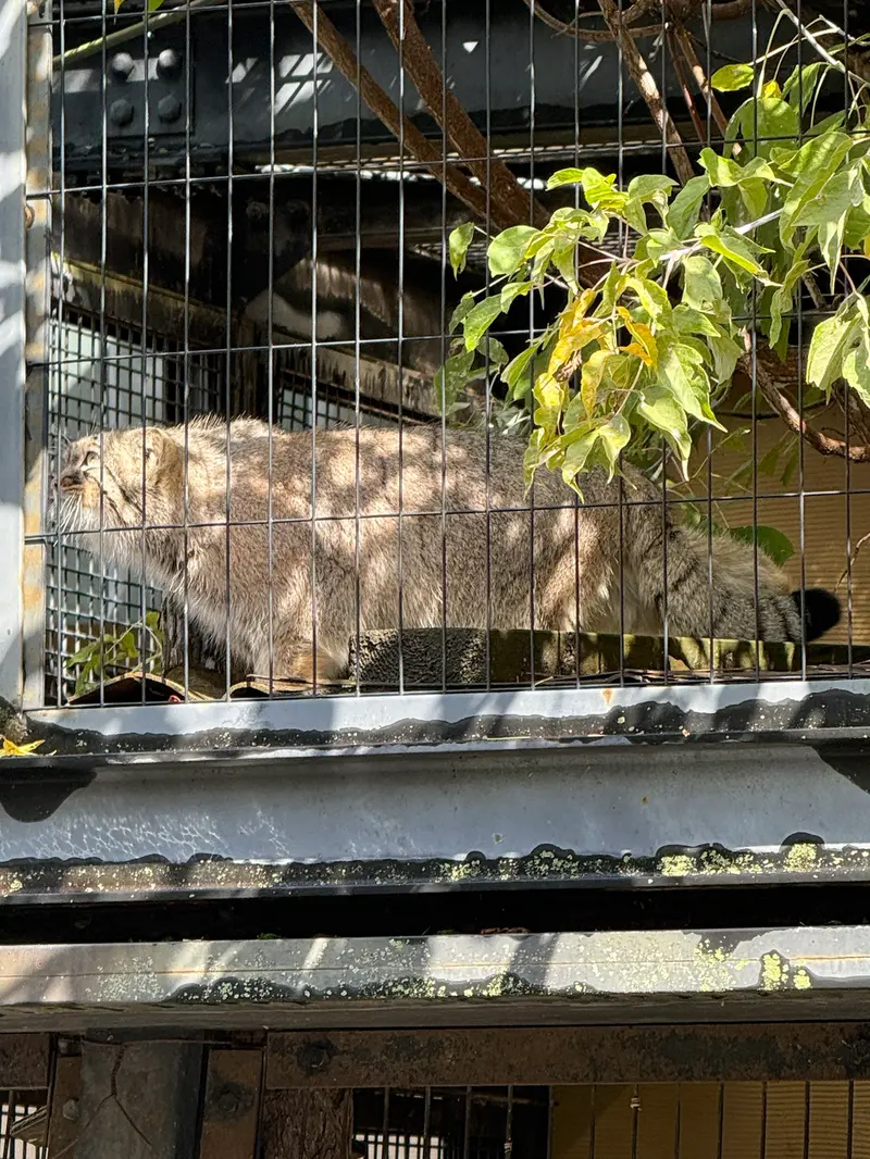 A photograph of Hide in Asahiyama Zoo