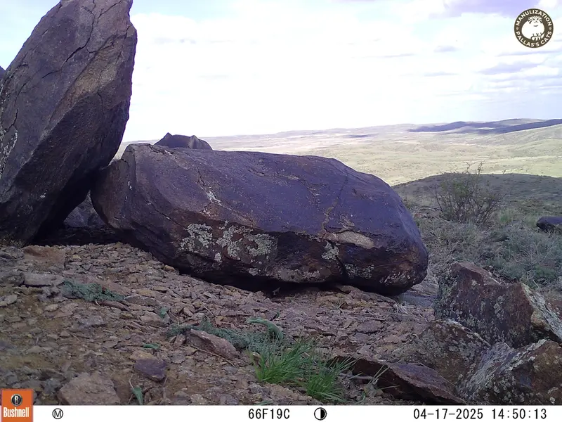 A photograph of a Pallas&#039;s cat from Koshkar camera trap