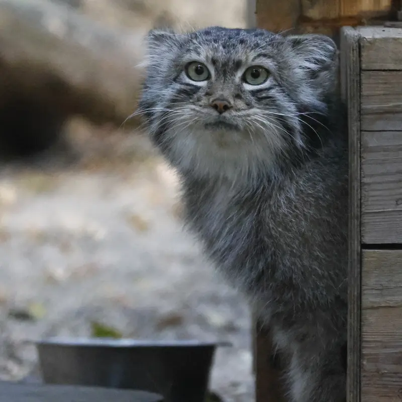 A photograph of Snezhana in Novosibirsk Zoo