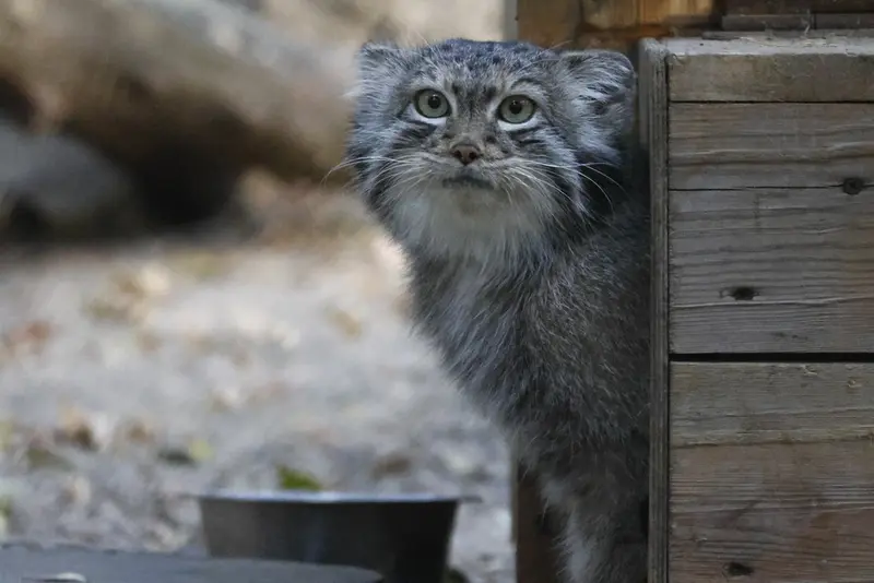 A photograph of Snezhana in Novosibirsk Zoo