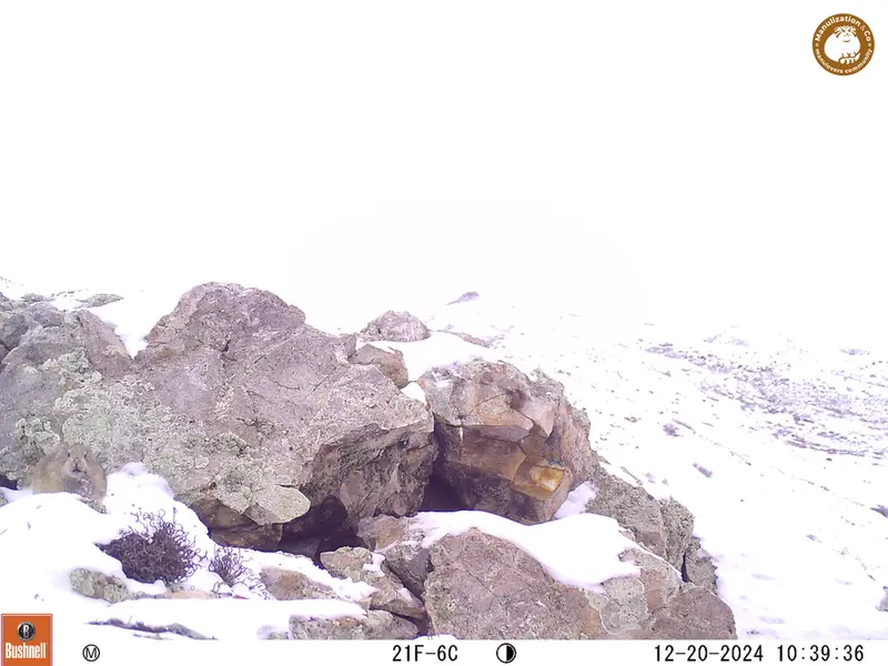 A photograph of Pika from Besshoky 1 camera trap
