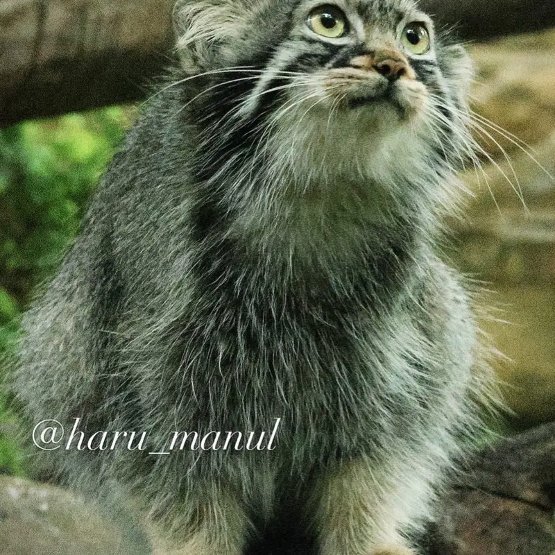 A photograph of Abrikos in Nasu Animal Kingdom