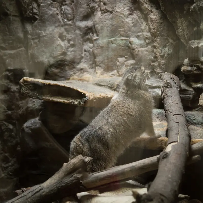 A photograph of Primula in Ueno Zoological Gardens
