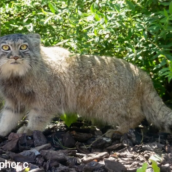 A photograph of a Pallas's cat in Bio-Topia Dunkerque