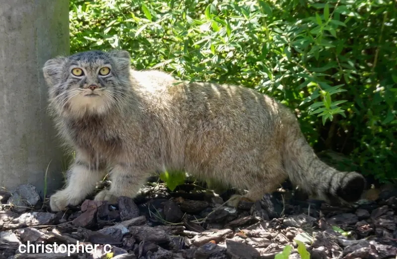 A photograph of a Pallas's cat in Bio-Topia Dunkerque