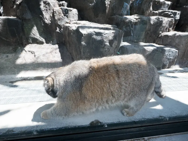 A photograph of Grusha in Asahiyama Zoo
