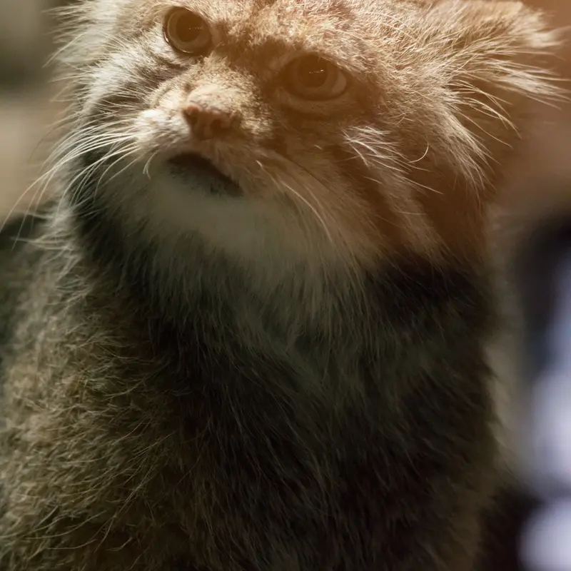 A photograph of Klyon in Ueno Zoological Gardens
