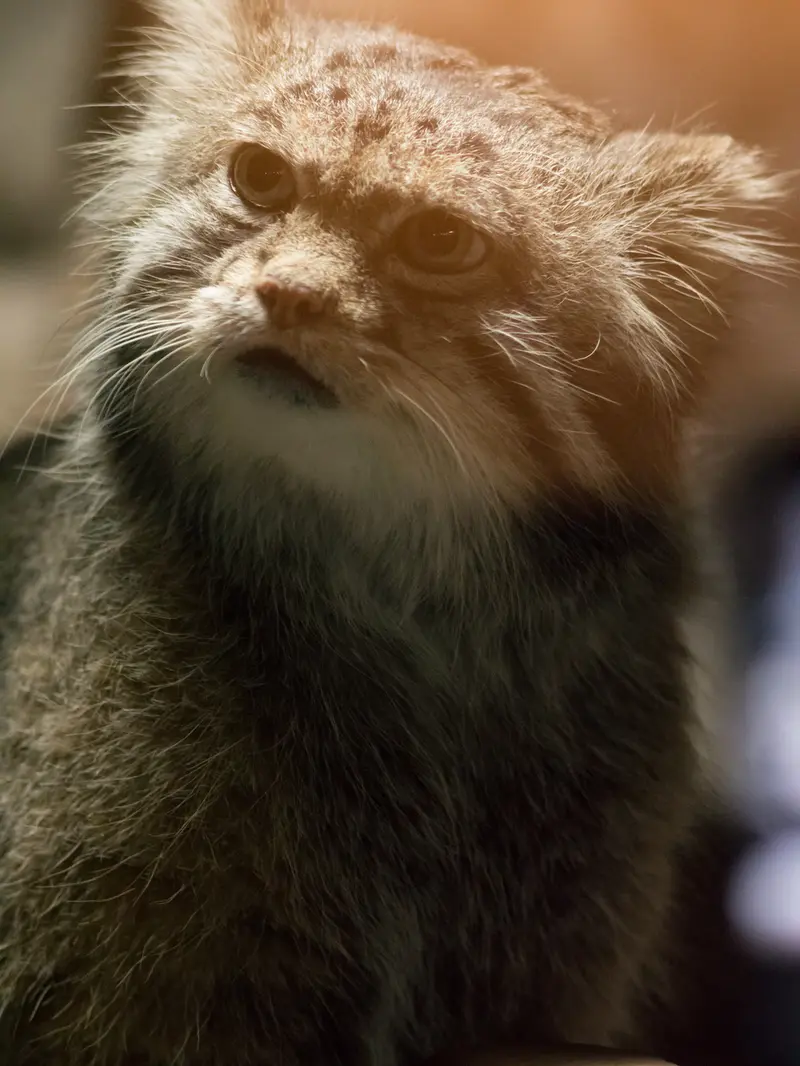 A photograph of Klyon in Ueno Zoological Gardens