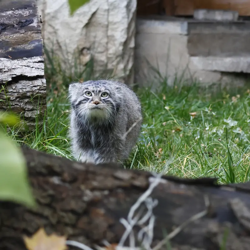 A photograph of a Pallas's cat