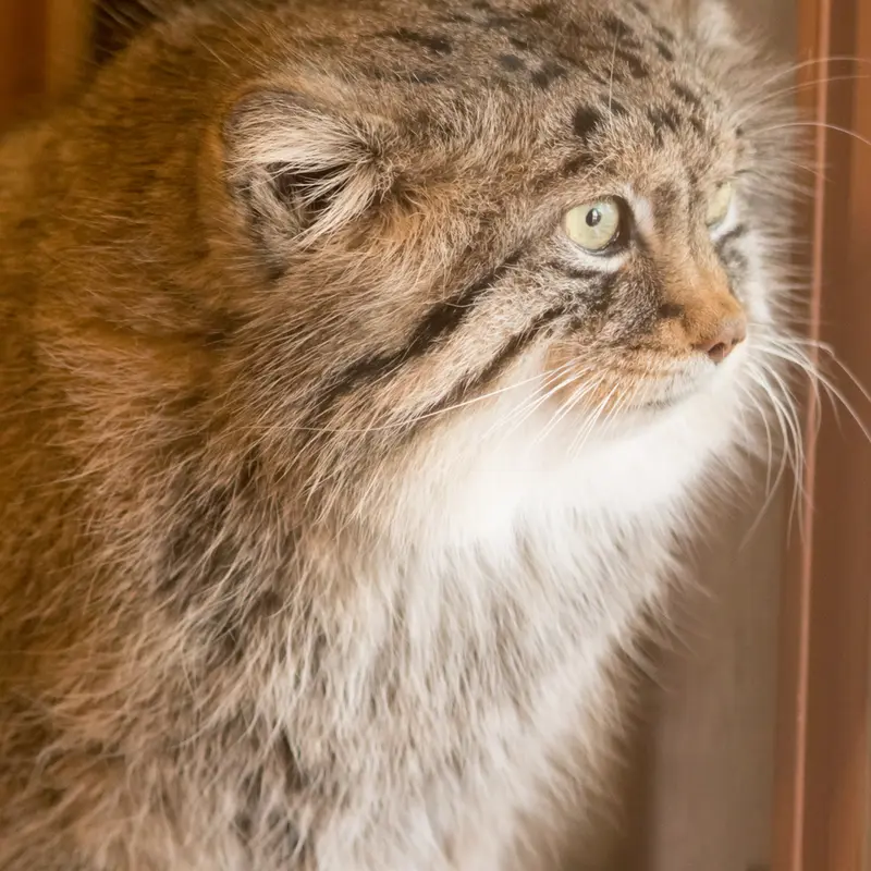 A photograph of Lotos in Saitama Children's Zoo