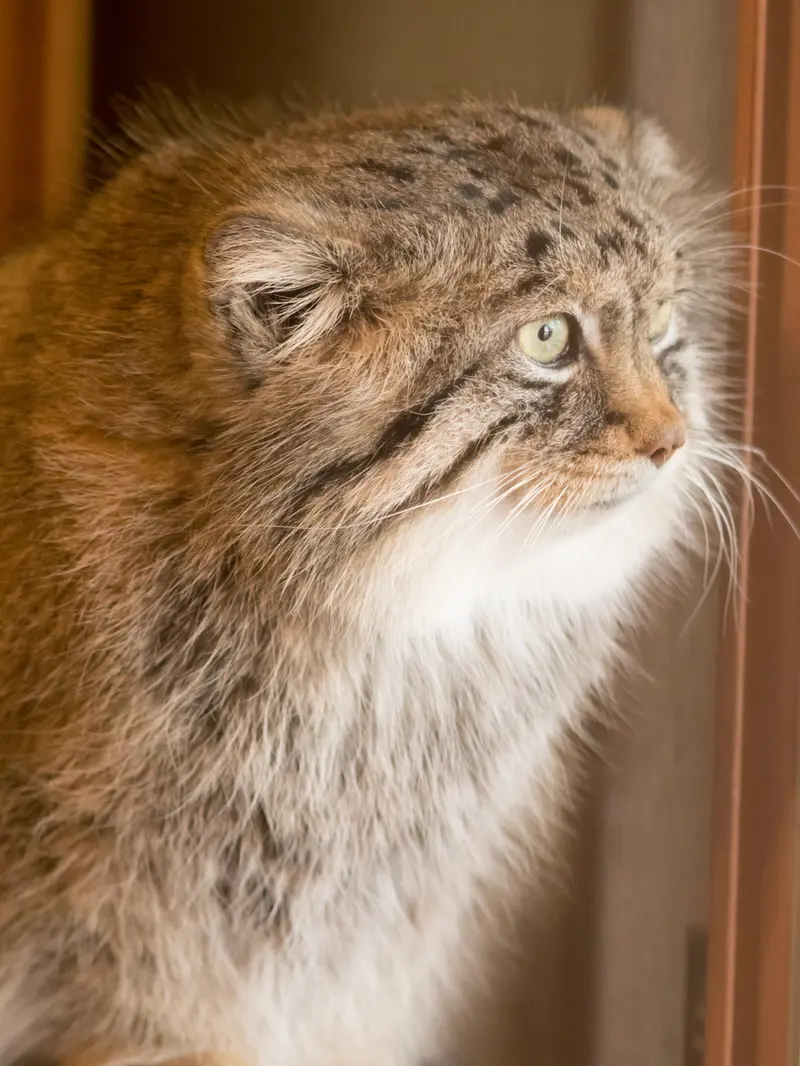 A photograph of Lotos in Saitama Children's Zoo