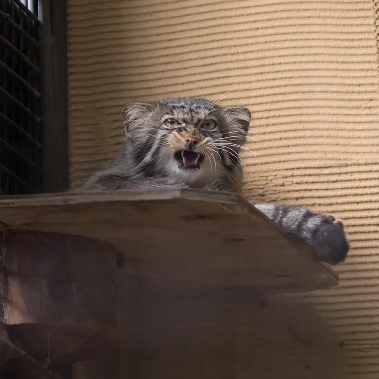 A photograph of Hide in Asahiyama Zoo