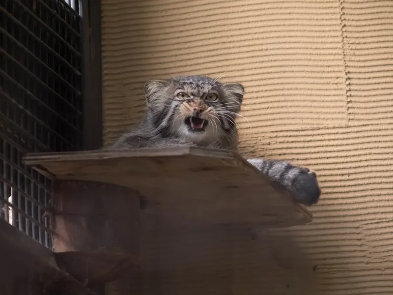 A photograph of Hide in Asahiyama Zoo