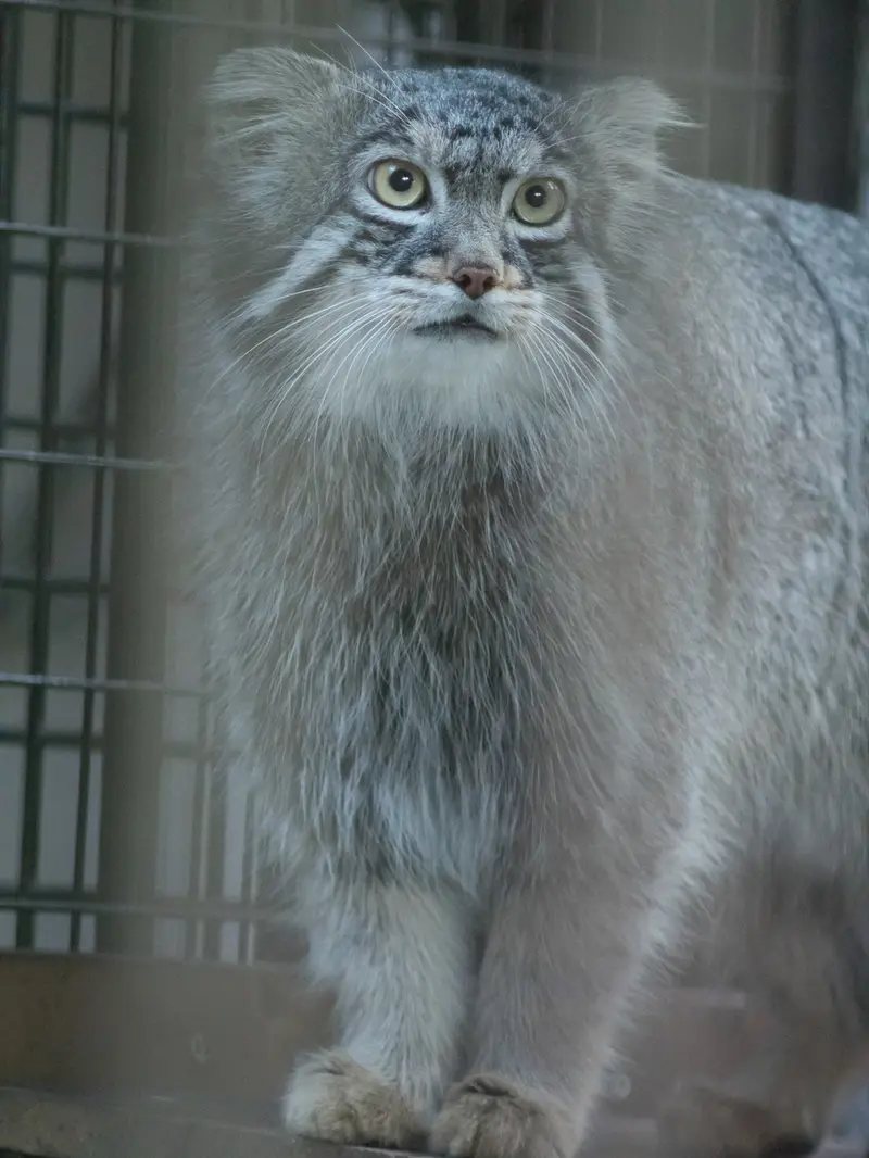 A photograph of Figa in Nogeyama Zoo
